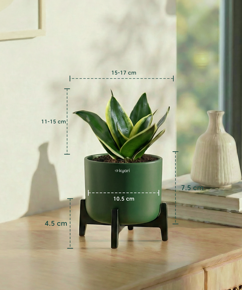 Golden Snake Plant with Aira Pot