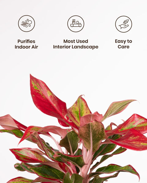 Aglaonema Lipstick Plant with Self Watering Planter