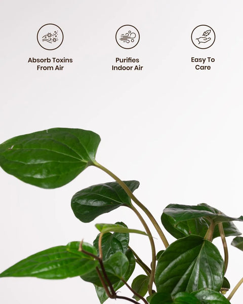 Betel Leaf Plant