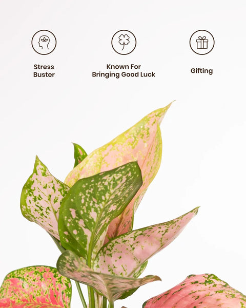 Aglaonema Pink Valentine Plant with Aura Planter