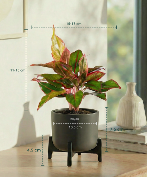 Aglaonema Lipstick Plant with Aira Pot