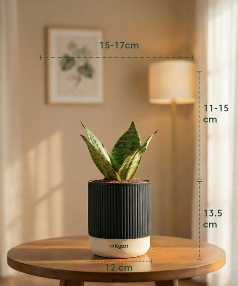 Green Snake Plant with Medium Self Watering Pot