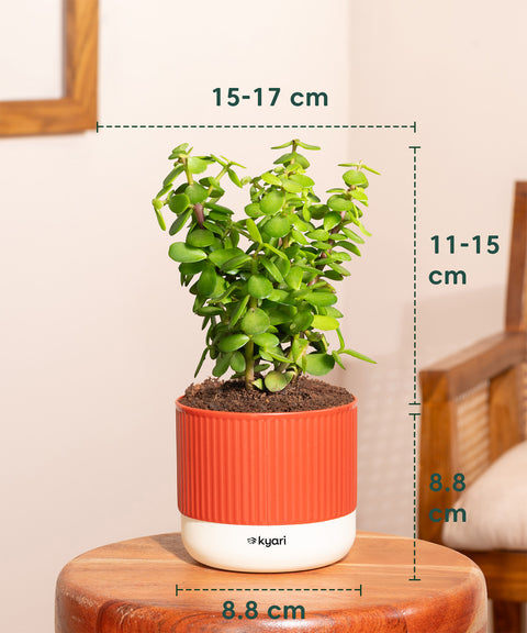 Lucky Jade Plant With Small Self Watering Pot