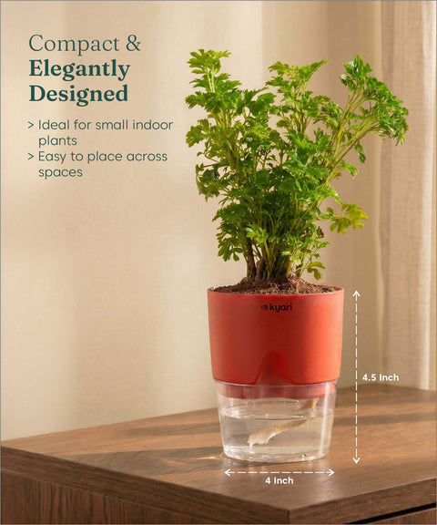 Aralia Green Plant With Self Watering Pot