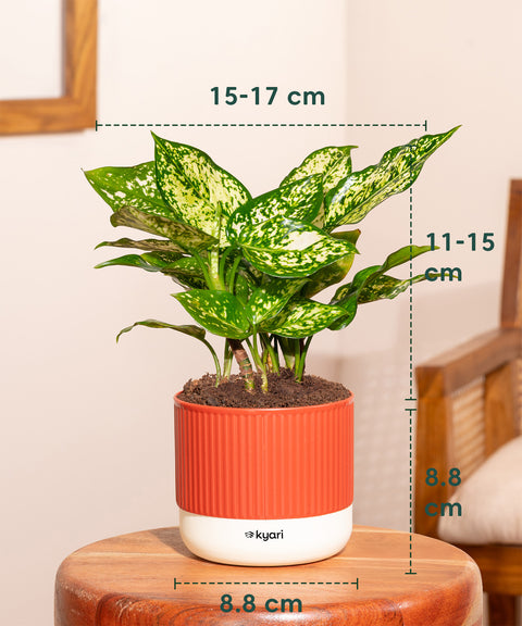 Aglaonema Snow White Plant With Mylo Planter