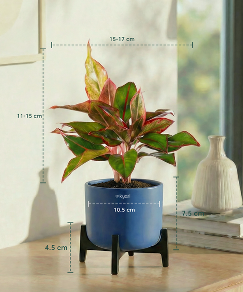Aglaonema Lipstick Plant with Aira Pot