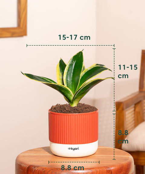 Golden Hahnii Snake Plant With Small Self Watering Pot