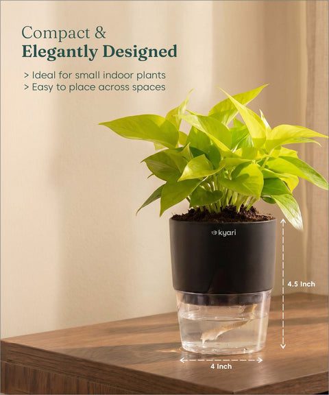 Golden Money Plant - BYOB
