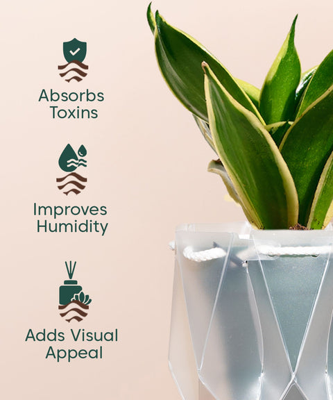 Golden Hahnii Snake Plant With Repot