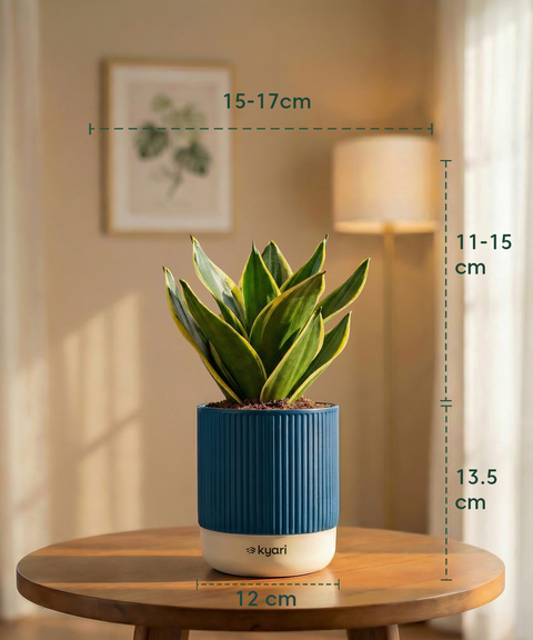 Golden Hahnii Snake Plant with Medium Self Watering Pot