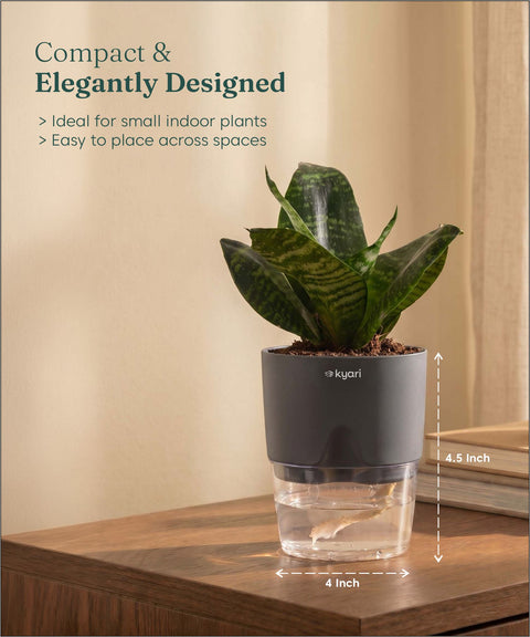 Green Snake Plant With Self Watering Pot