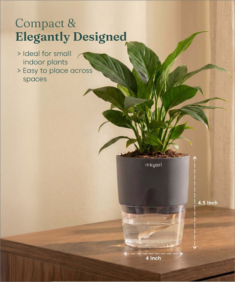 Peace Lily Plant - BYOB