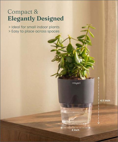 Lucky jade plant with self watering pot - BYOB
