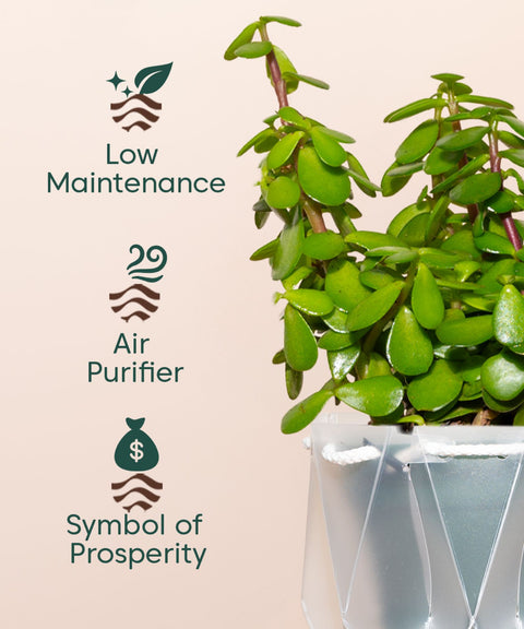 Lucky Jade Plant With Self Watering Pot