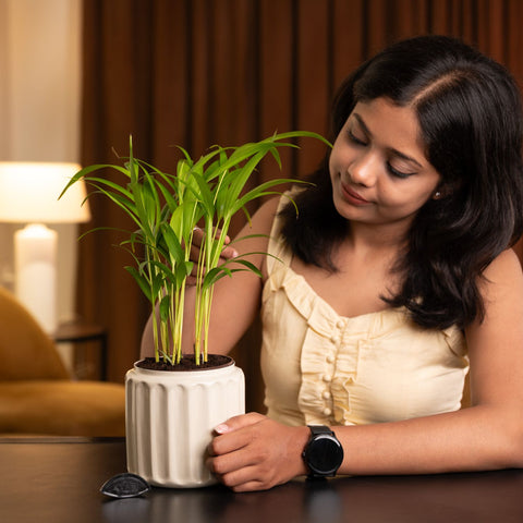 Areca Palm Plant with Medium Metal Self Watering Pot