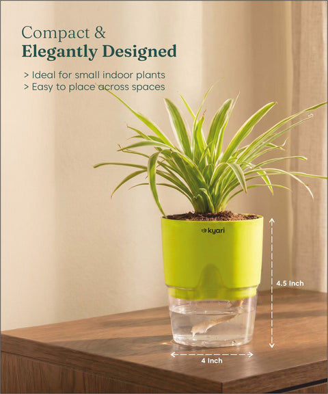 Spider Plant With Self Watering Pot