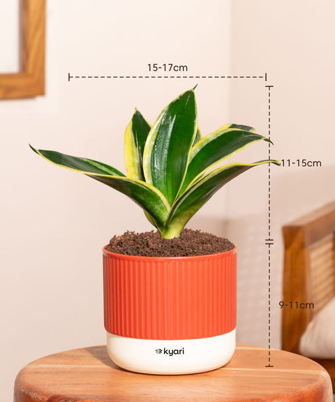 Golden Hahnii Snake Plant With Self Watering Pot