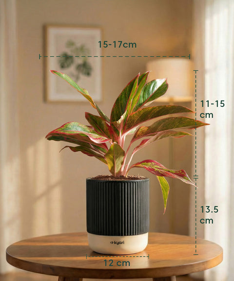 Aglaonema Lipstick Plant with Medium Self Watering Pot