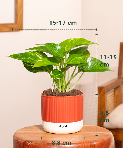 Money Variegated Plant With Mylo Planter