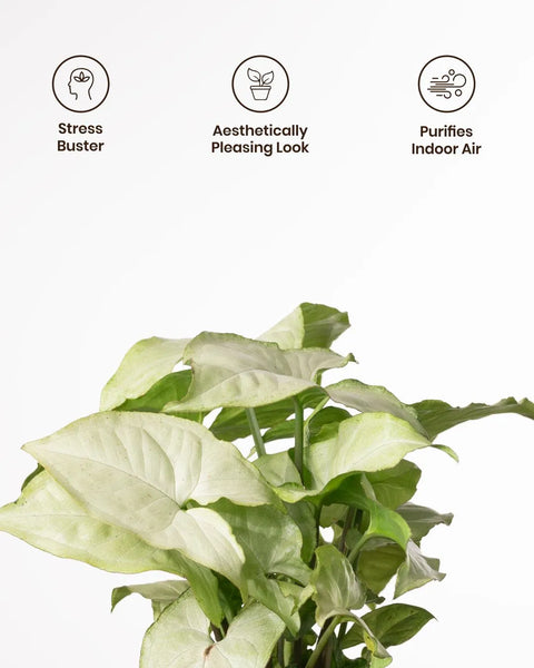 Syngonium Pixie White Plant with Aura Planter - BYOB