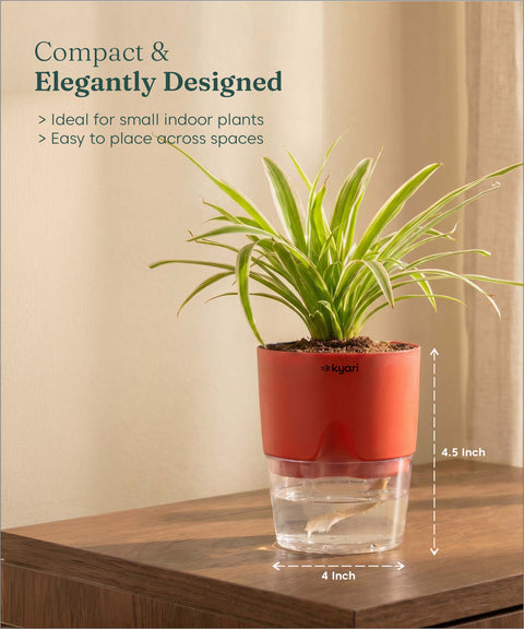 Spider Plant With Self Watering Pot