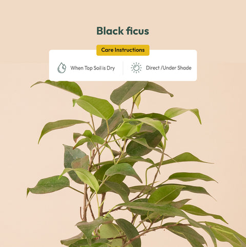 Black Ficus Plant