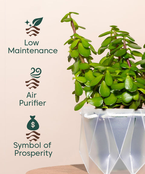 Lucky Jade Plant With Self Watering Pot