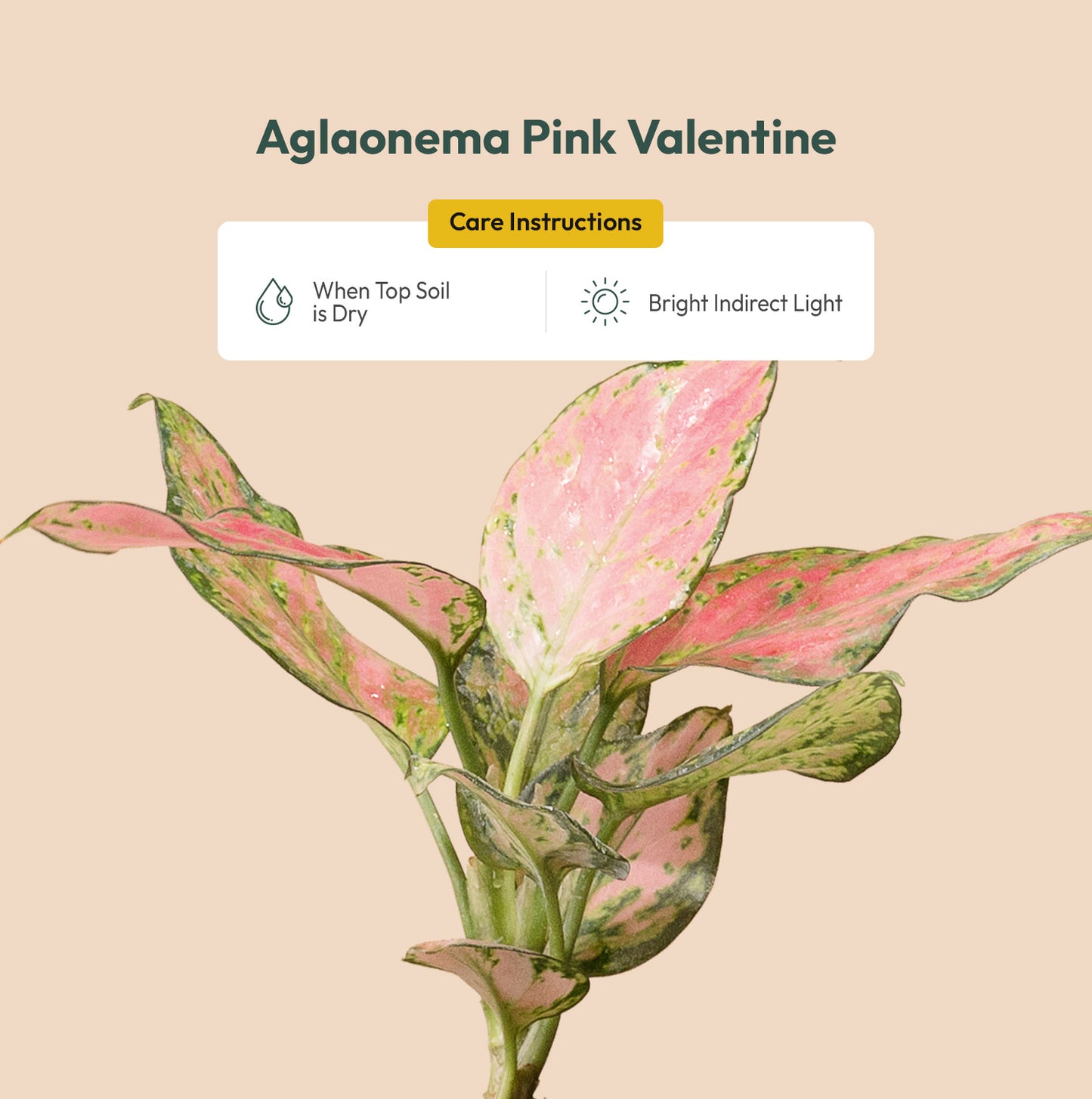 Aglaonema Pink Valentine Plant