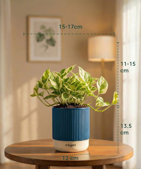 Money Variegated Plant with Medium Self Watering Pot