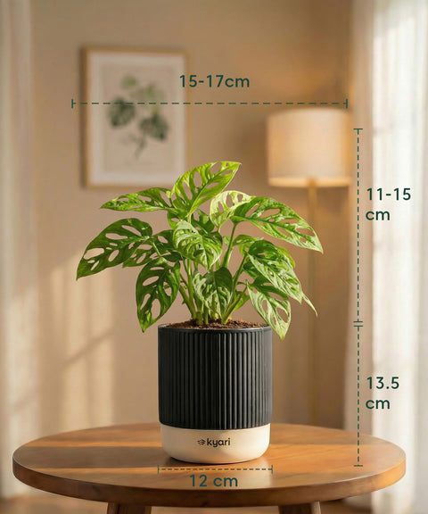 Philodendron Broken Heart Plant with Medium Self Watering Pot