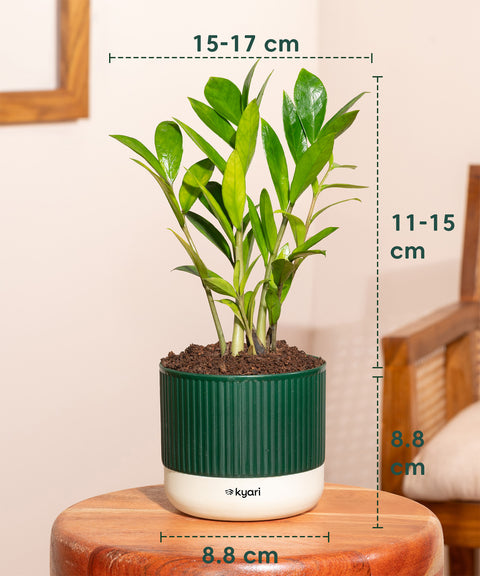 Zamia Green - ZZ Plant With Self Watering Pot