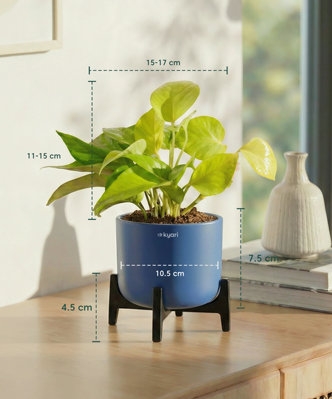 money plant pot color Golden Money Plant with Aira Pot