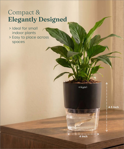 Peace Lily Plant - BYOB