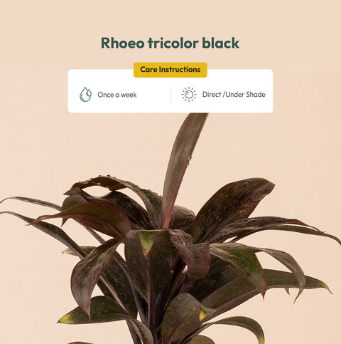 Rhoeo tricolor Black Plant BYOB