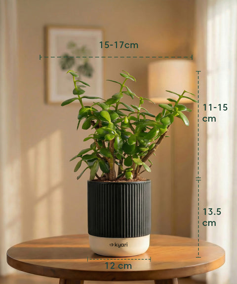 Lucky Jade Plant with Medium Self Watering Pot