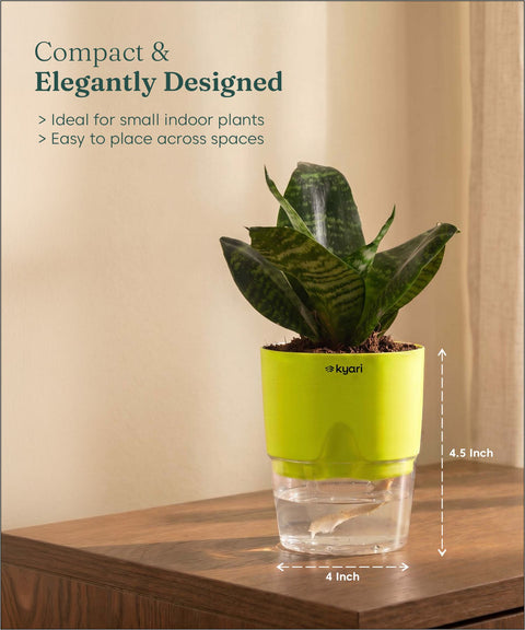 Green Snake Plant With Self Watering Pot