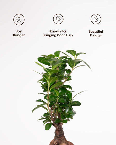 Lucky Bonsai Plant with Aura Planter