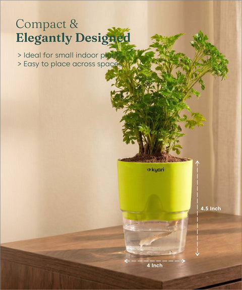 Aralia Green Plant With Self Watering Pot