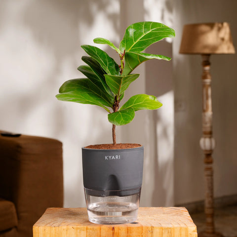 Fiddle Fig Plant