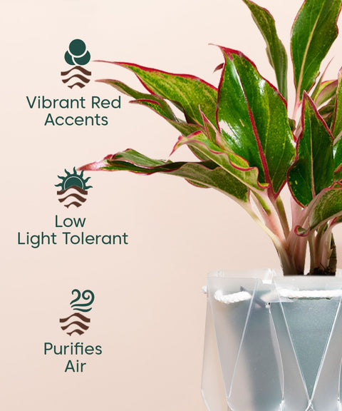 Aglaonema Lipstick Plant With Self Watering Pot