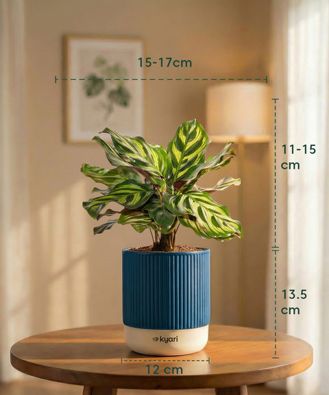 Peacock Plant with Medium Self Watering Pot