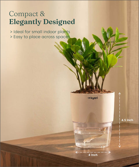 Zamia Green - ZZ Plant With Self Watering Pot