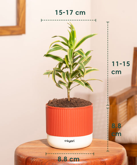 buy potted plants online india Song Of India Plant With Mylo Self Watering Pot