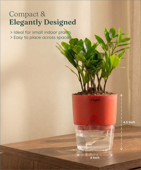 Zamia Green - ZZ Plant With Self Watering Pot