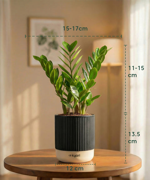 Zamia Green - ZZ Plant with Medium Self Watering Pot