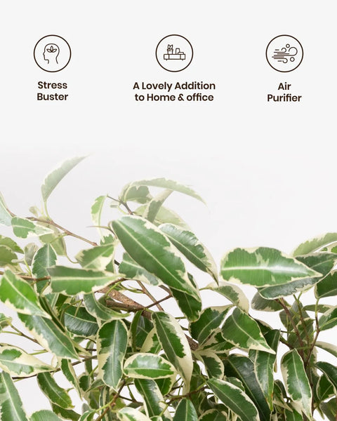 Ficus Safari Plant