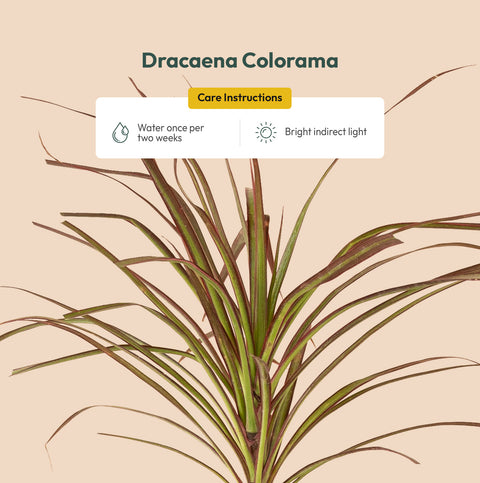 Dracaena Colorama Plant BYOB