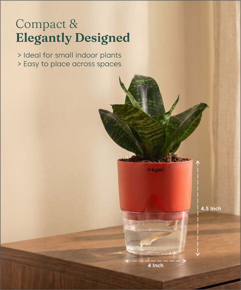 Green Snake Plant With Self Watering Pot