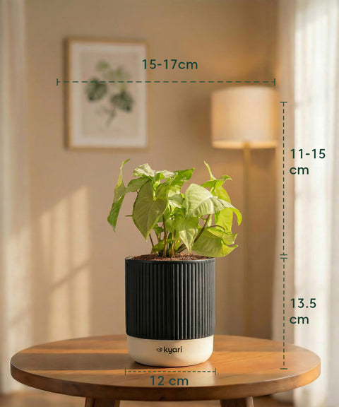 Syngonium Pixie White Plant with Medium Self Watering Pot