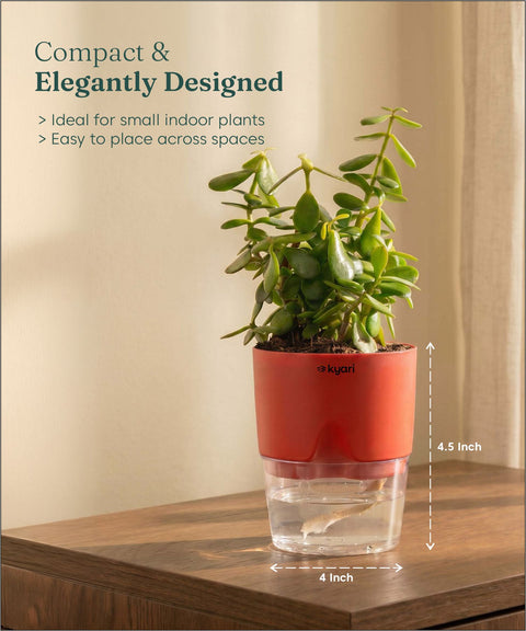 Lucky jade plant with self watering pot - BYOB